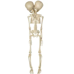 20 Inch Two-Headed Skeleton