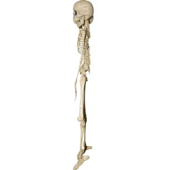 20 Inch Two-Headed Skeleton