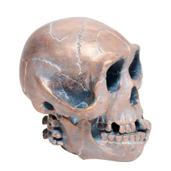 Resin Skull